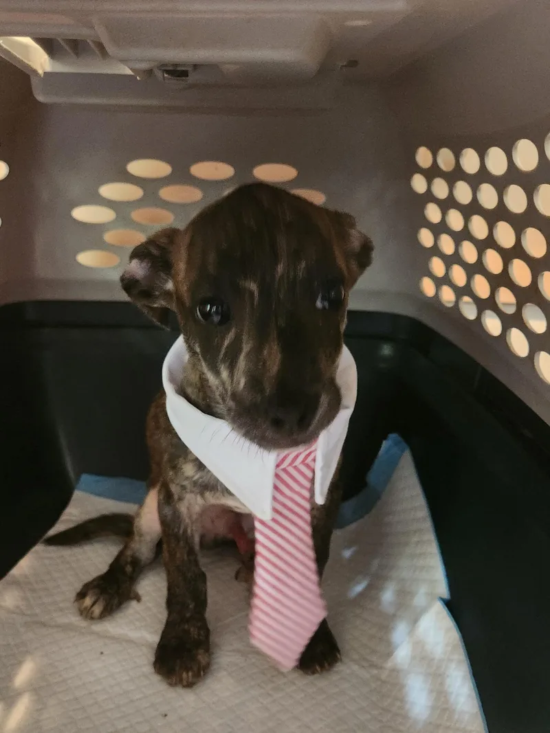 Mr. Peabody thumbnail 2