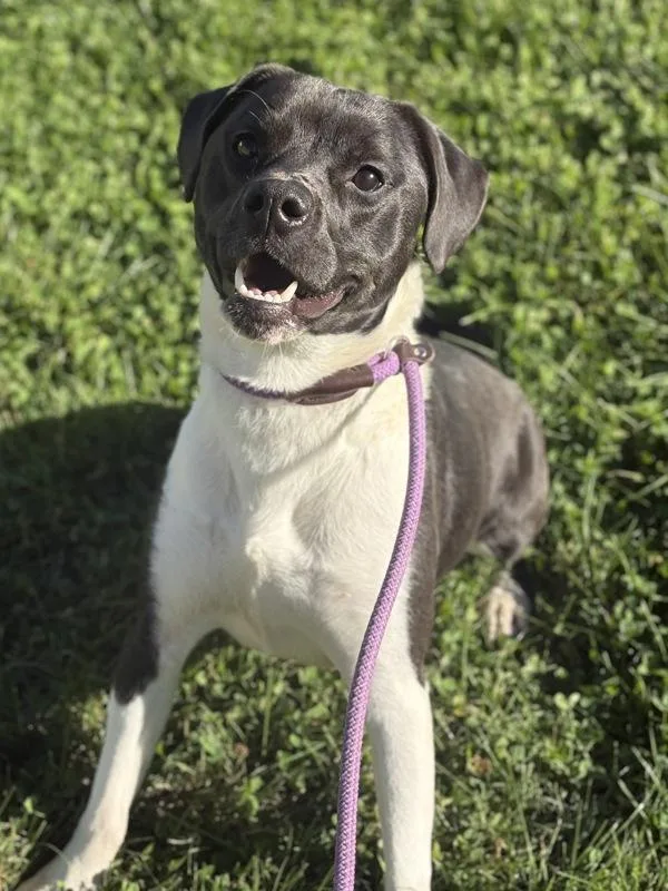A young medium-sized male Beagle dog named Chucky for adoption in Lancaster, OH