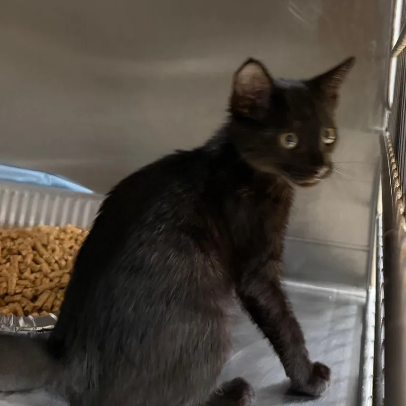 A baby small-sized male Black Domestic Short Hair cat named Dr. Whiskers Dds for adoption in West Palm Beach, FL