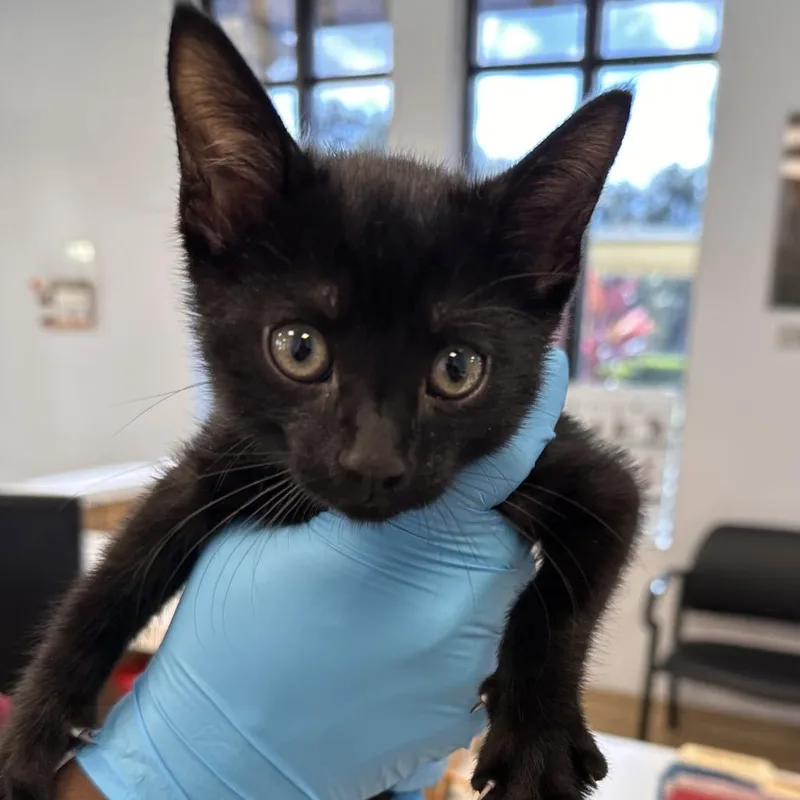 Dr. Whiskers  Dds thumbnail 2