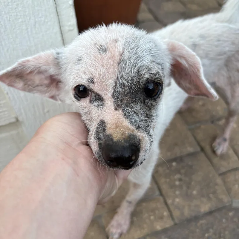 A young small-sized female White / Cream Mixed Breed dog named Millie for adoption in Springboro, OH