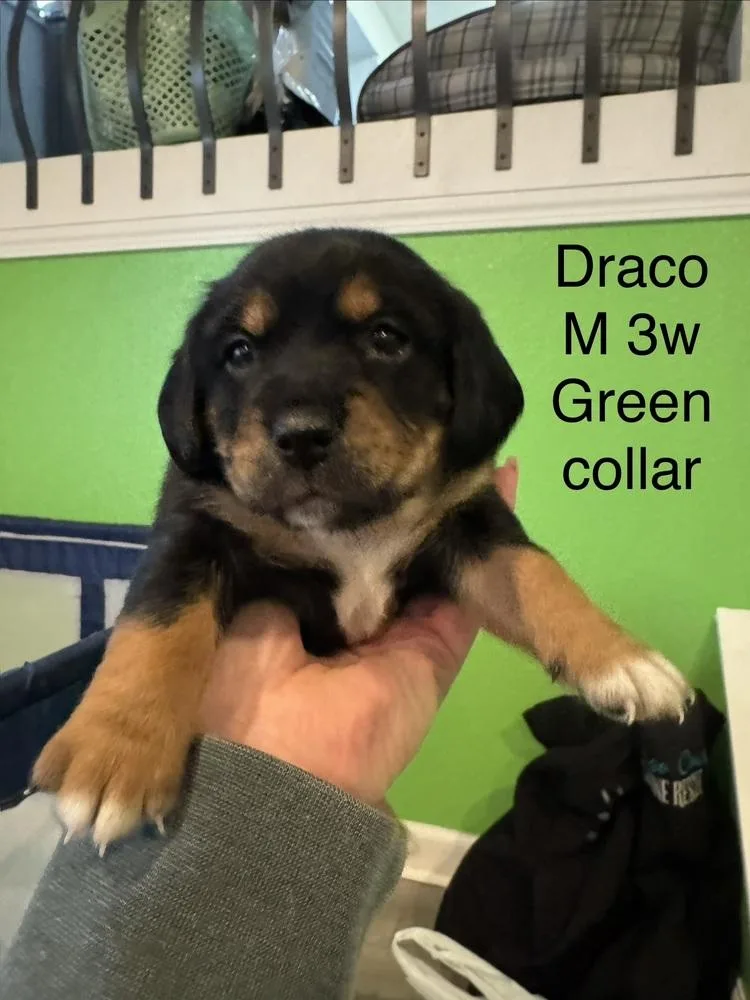 A baby small-sized male Brown / Chocolate Terrier dog named Draco for adoption in Colorado Springs, CO