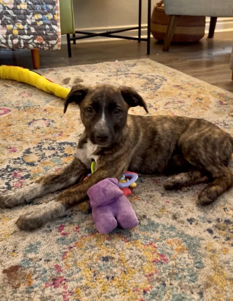 A baby medium-sized female Brindle Shepherd dog named Catalonia for adoption in Lacey, WA