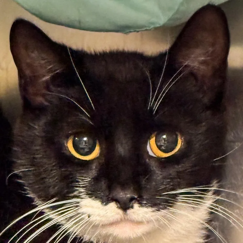 A young medium-sized female Black Domestic Short Hair cat named Meeko for adoption in Kennebunk, ME