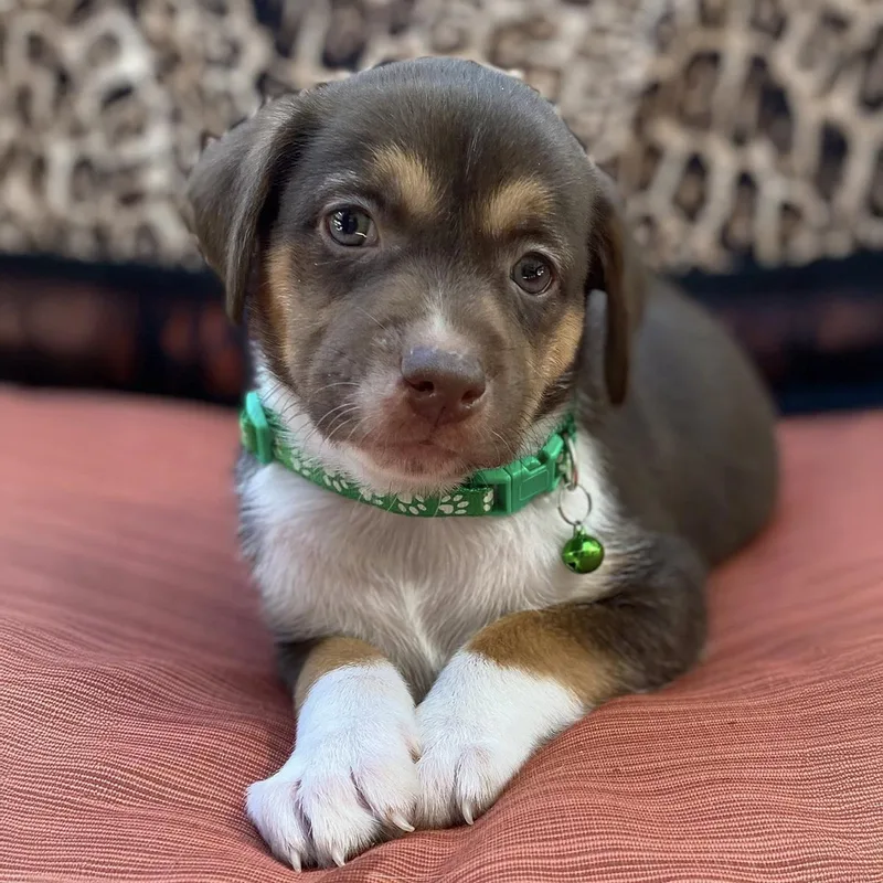 A baby large-sized male Shepherd dog named Africa Pup  Botswana for adoption in San Diego, CA
