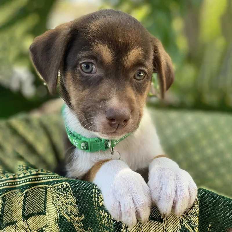 Africa Pup  Botswana thumbnail 2