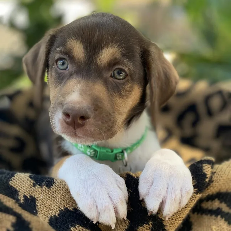 Africa Pup  Botswana thumbnail 3