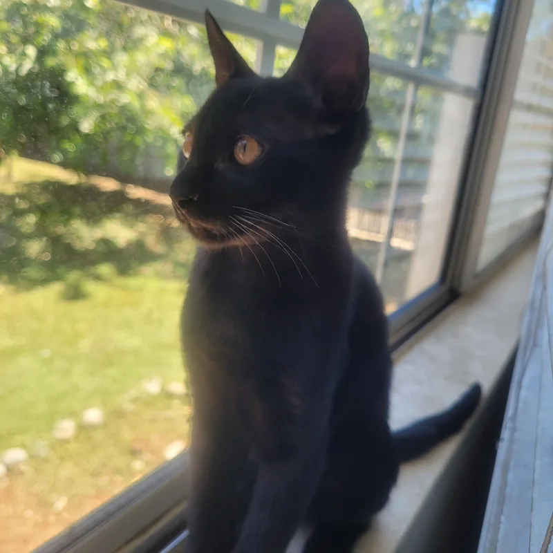 A baby medium-sized female Black & White / Tuxedo Domestic Short Hair cat named Jupiter for adoption in Woodland Hills, CA