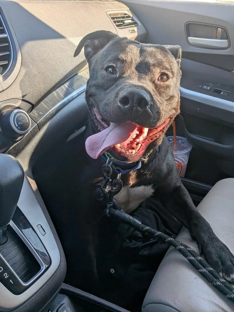 A young medium-sized male Mixed Breed dog named Stitch for adoption in Hyde Park, NY