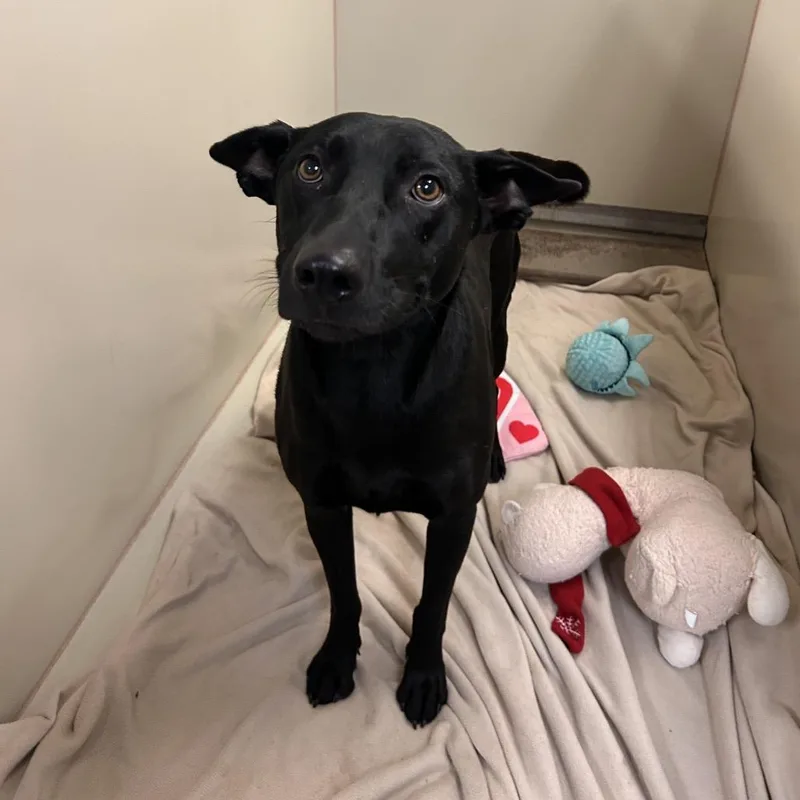An adult medium-sized male Black Shepherd dog named Anubis for adoption in Flagstaff, AZ