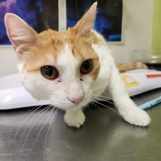 A young small-sized female Domestic Short Hair cat named Isla for adoption in Pueblo, CO