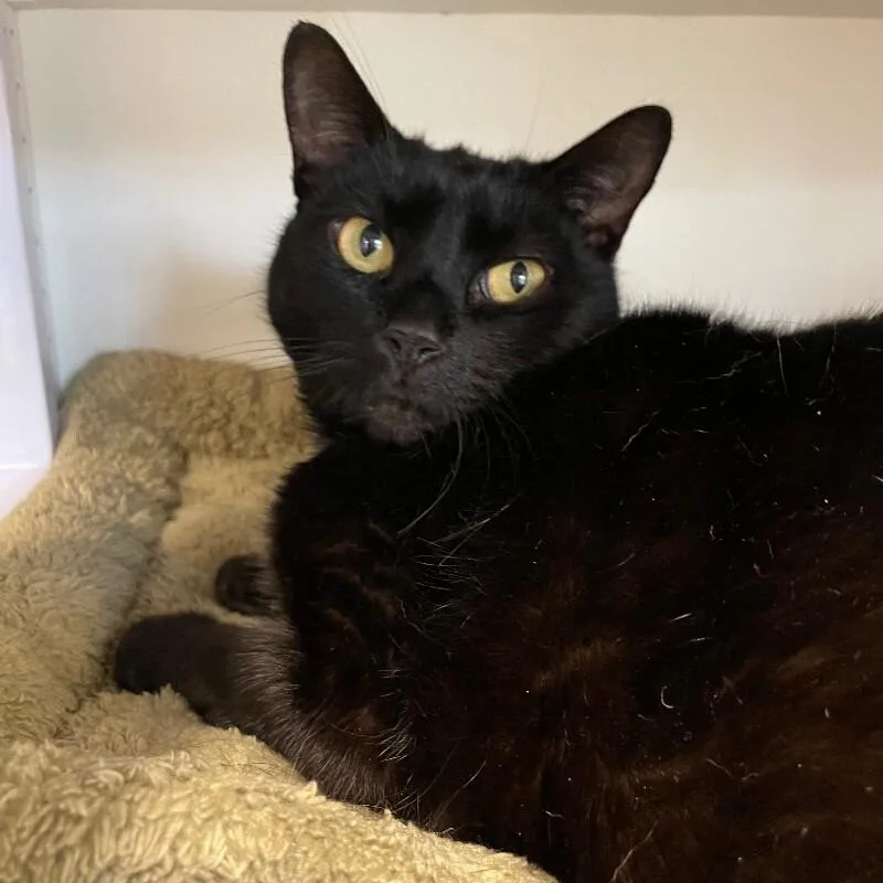 An adult medium-sized female Domestic Short Hair cat named Swim Trunks for adoption in Roanoke, VA