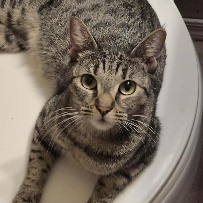 An adult medium-sized female Tabby (Brown / Chocolate) Domestic Short Hair cat named Miss Bianca for adoption in tucson, AZ