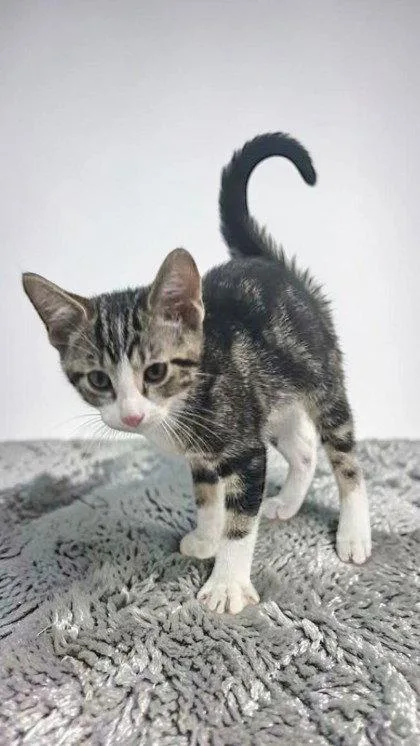 A young medium-sized male Black & White / Tuxedo Domestic Short Hair cat named White Socks for adoption in Sullivan, IN