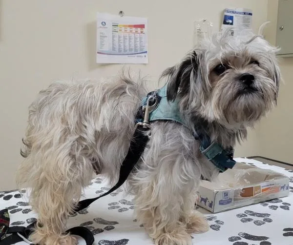 An adult small-sized female Shih Tzu dog named Lemon for adoption in Kennewick, WA