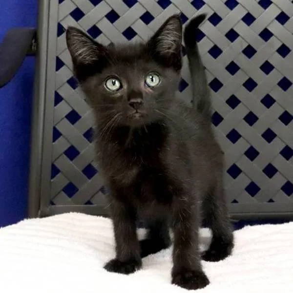 A baby small-sized male Domestic Long Hair cat named Louis for adoption in Midland, TX