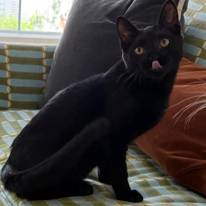 A young medium-sized male Black Domestic Short Hair cat named Asteroid Destroyer for adoption in Houston, TX