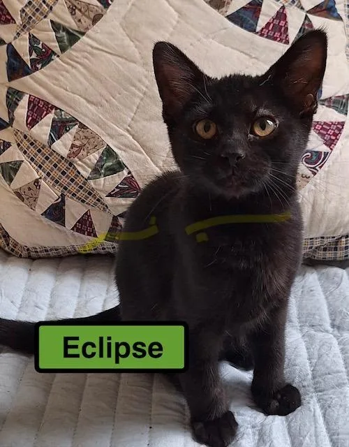 A baby medium-sized female Domestic Short Hair cat named Eclipse for adoption in Zimmerman, MN