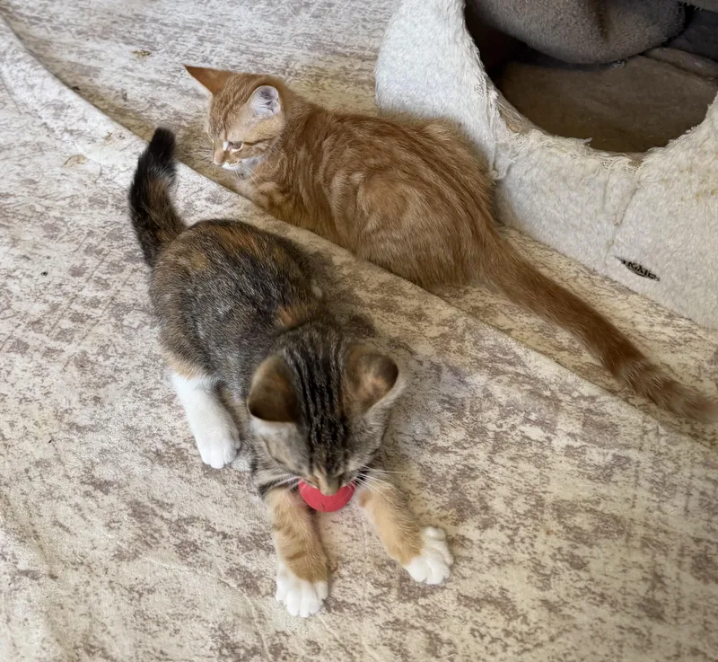 A baby medium-sized male Orange / Red Domestic Short Hair cat named Tigger & Slinky for adoption in Frederick, MD
