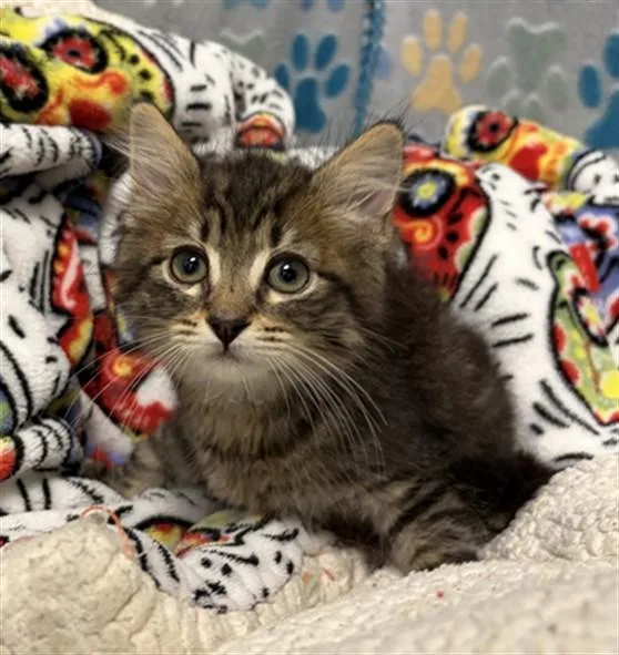 A baby small-sized male Domestic Short Hair cat named Mochi for adoption in Rosenberg, TX