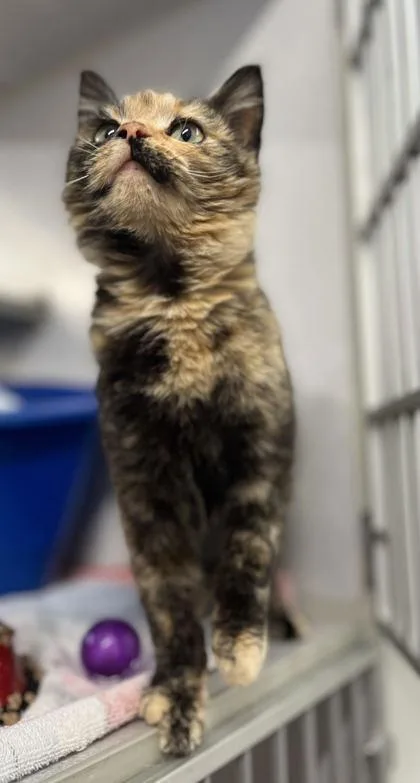 An adult small-sized female Domestic Short Hair cat named Dorita for adoption in Humboldt, IA