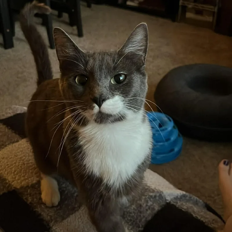An adult medium-sized female Gray / Blue / Silver Domestic Short Hair cat named Sophie for adoption in Tacoma, WA