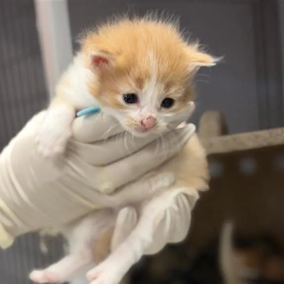 A baby small-sized female Orange / Red Domestic Medium Hair cat named Feta for adoption in Houston, TX