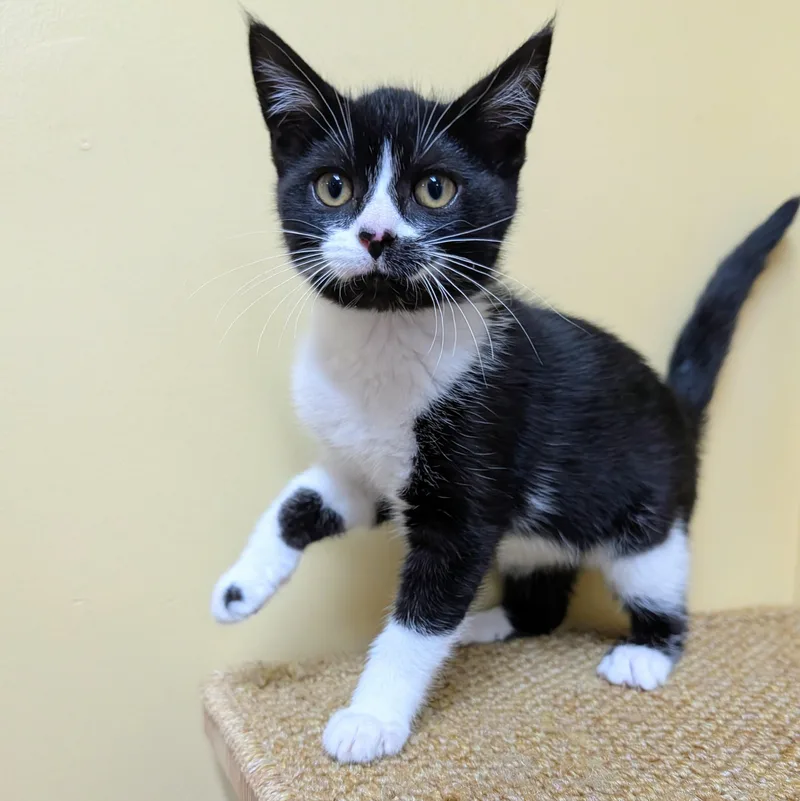 A baby medium-sized female Black & White / Tuxedo Domestic Short Hair cat named Pumpernickle for adoption in Accident, MD