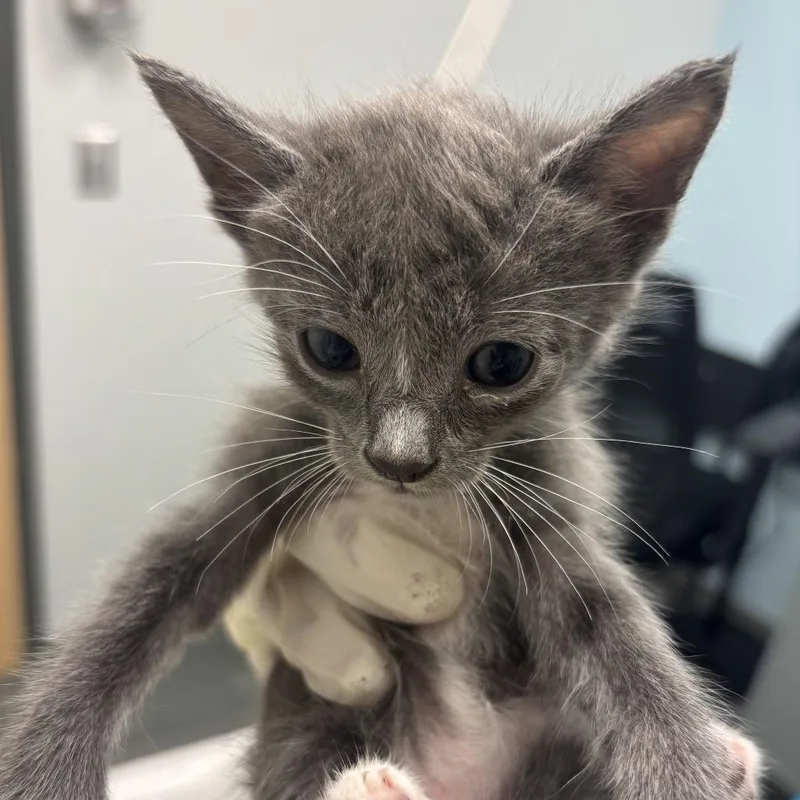 A baby small-sized male Gray / Blue / Silver Domestic Short Hair cat named Ghidorah for adoption in Jacksonville, FL