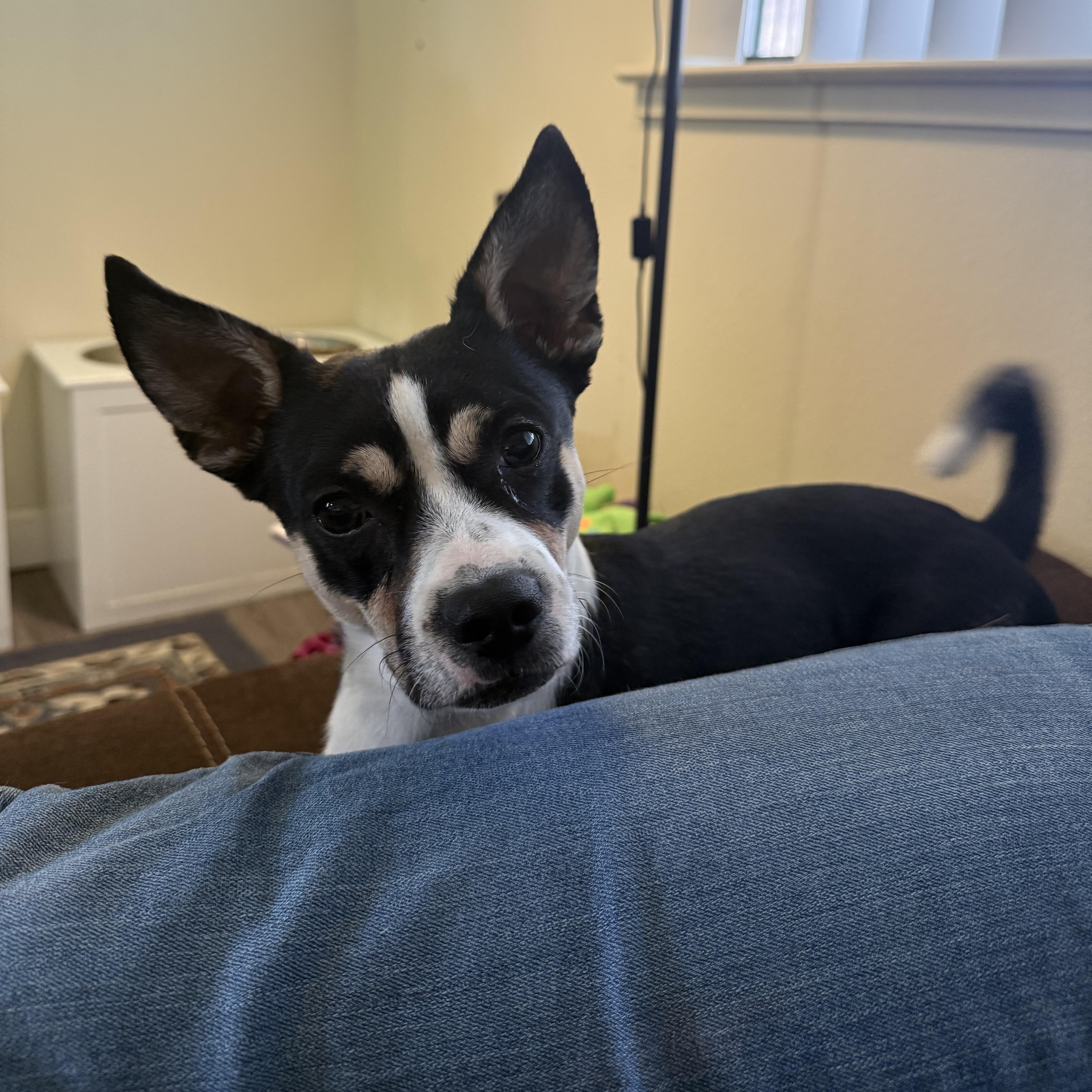 A young small-sized male Chihuahua dog named Whiskey for adoption in Trabuco Canyon, CA