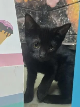 A baby small-sized male Domestic Short Hair cat named Zuko for adoption in Savannah, GA