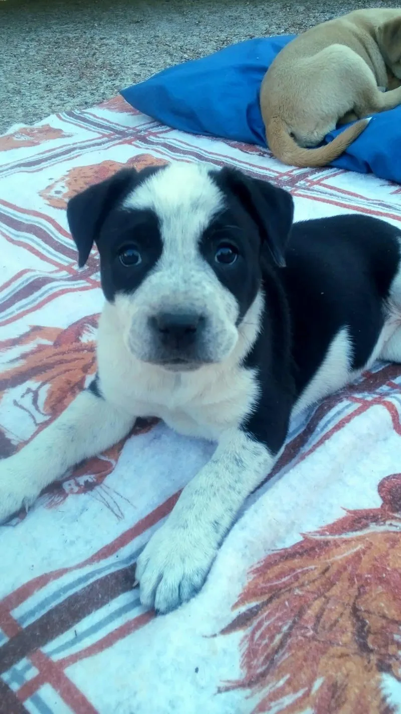 A baby medium-sized female Australian Cattle Dog / Blue Heeler dog named Blossum for adoption in Plano, TX