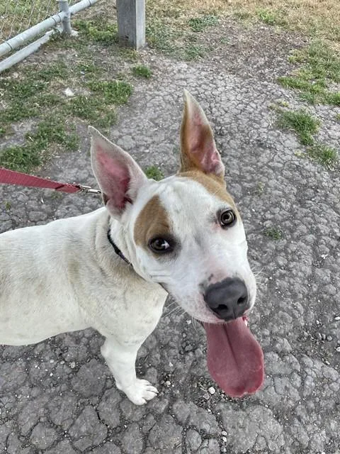 A young medium-sized male Pit Bull Terrier dog named Patches for adoption in Corpus Christi, TX