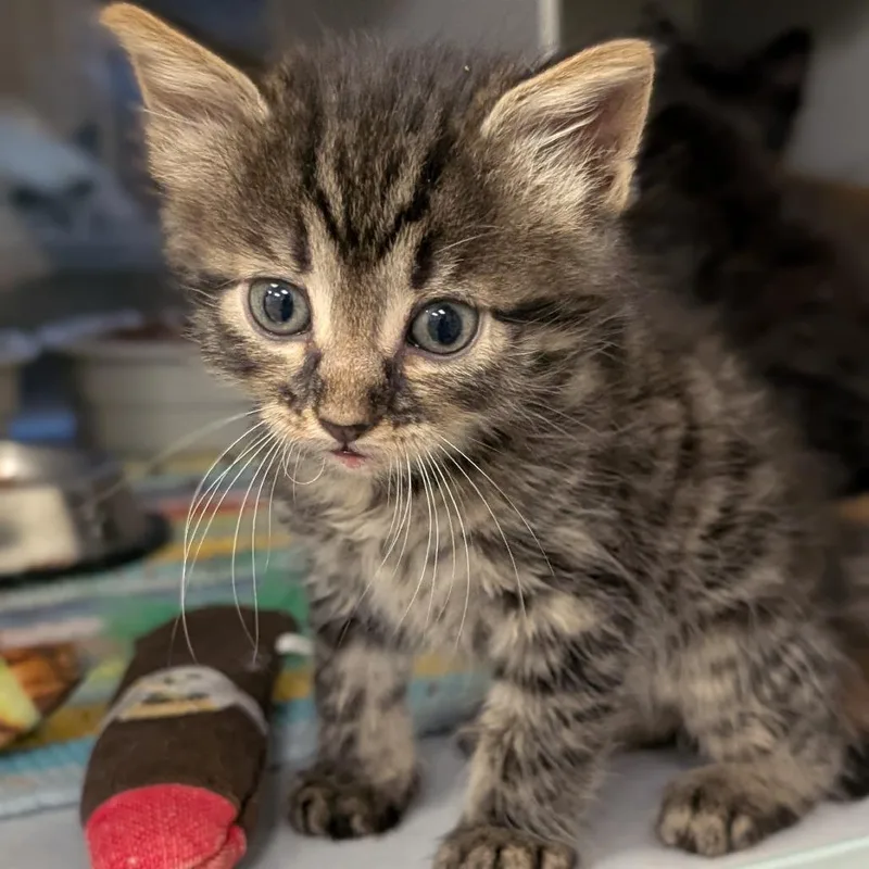 A baby small-sized female Brown / Chocolate Domestic Short Hair cat named Feta for adoption in Buchanan Dam, TX