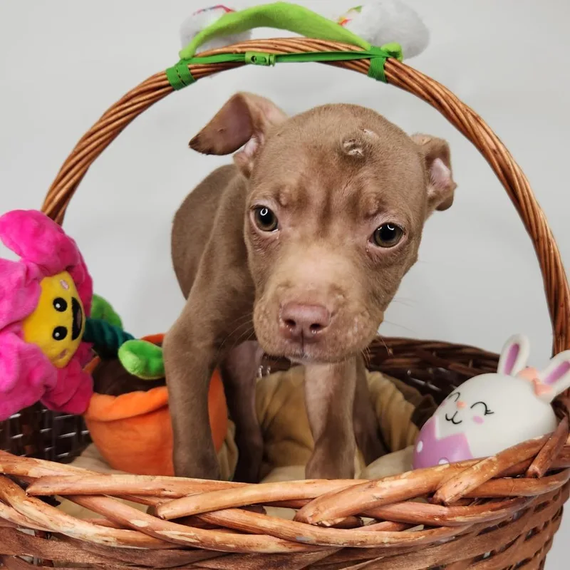 A baby small-sized female Brown / Chocolate Pit Bull Terrier dog named Brenna for adoption in Fort Wayne, IN