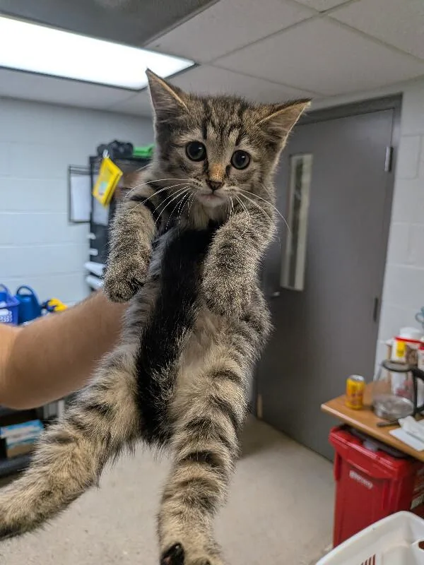 A young small-sized male Tabby (Brown / Chocolate) Domestic Short Hair cat named Oliver for adoption in Cincinnati, OH