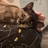 A young medium-sized female Tortoiseshell Domestic Short Hair cat named Hibiscus for adoption in Mooresville, NC