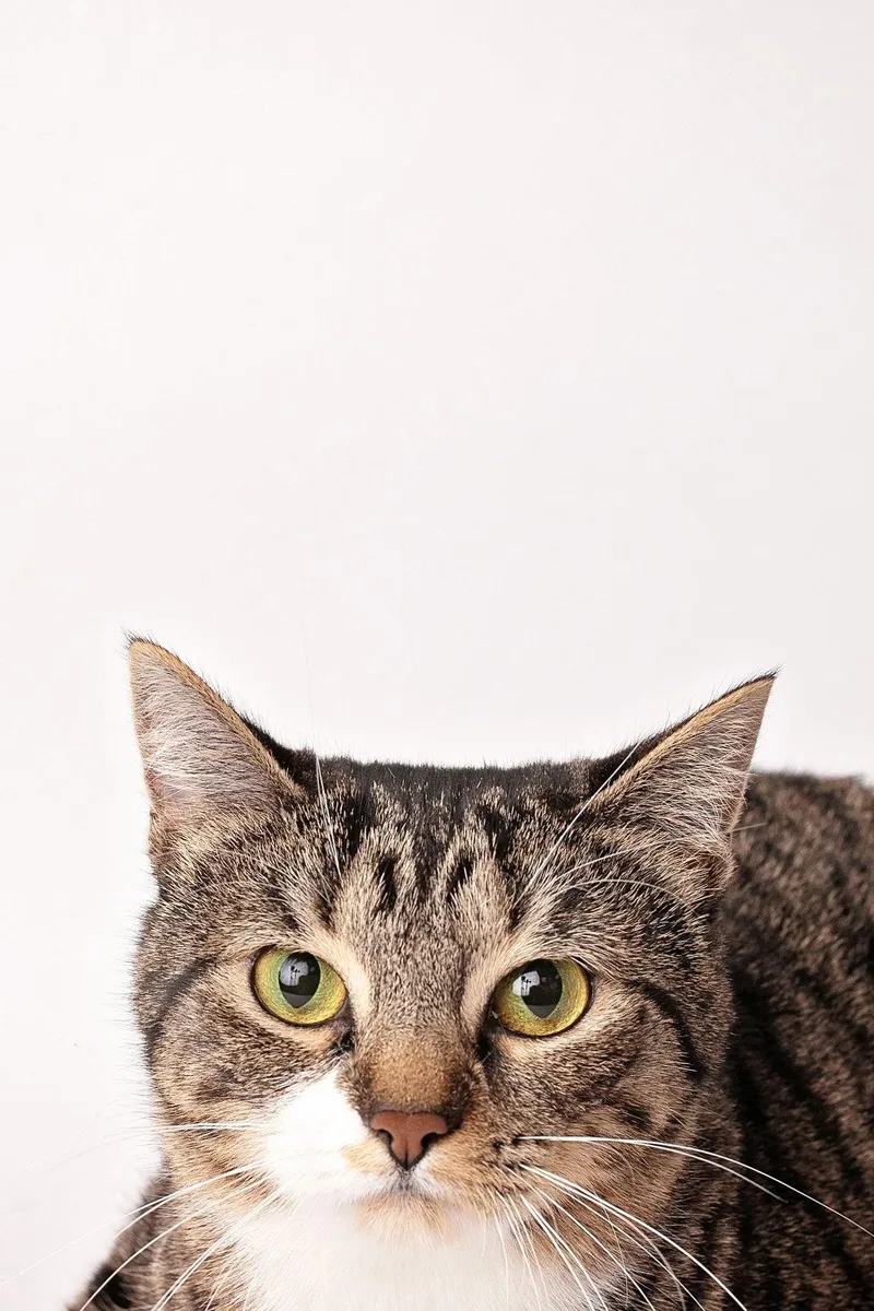 A young medium-sized female Domestic Short Hair cat named Avril for adoption in Nashville, TN
