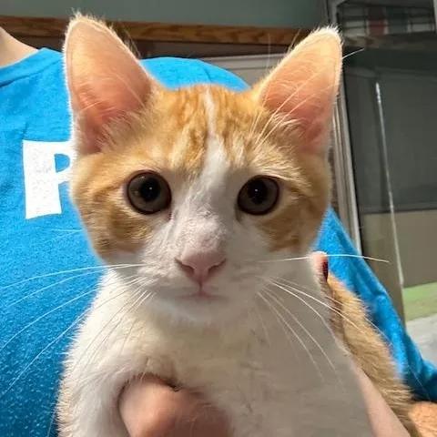 A baby small-sized male Domestic Medium Hair cat named Bacon and Bagel for adoption in Hutchinson, MN