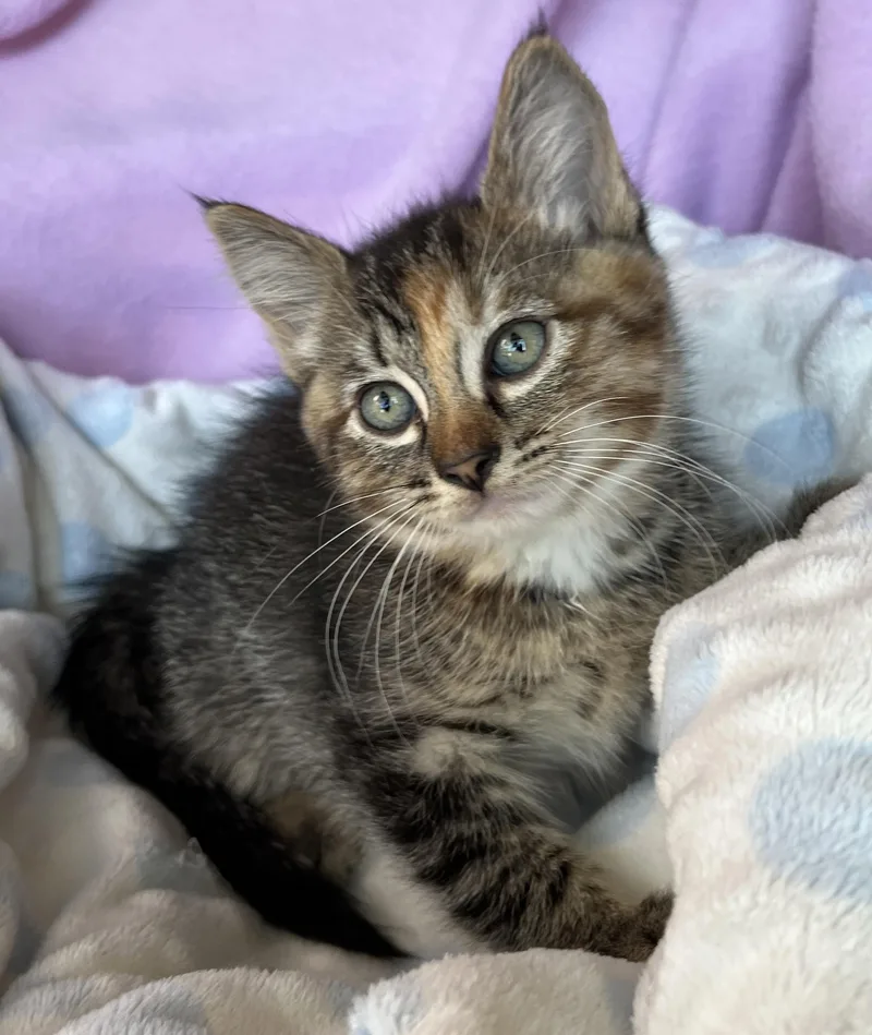 Gemma