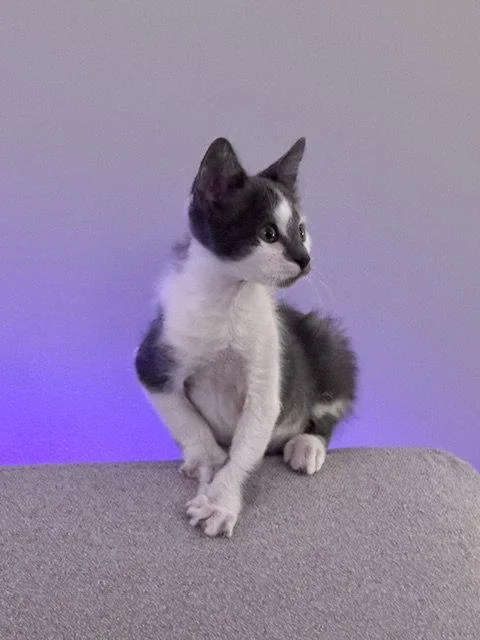 A baby small-sized female Gray & White Domestic Short Hair cat named Helga Hufflepuff for adoption in Holland, MI