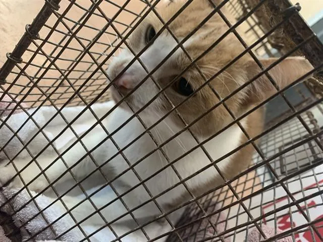 An adult medium-sized male Domestic Short Hair cat named Goldfish for adoption in San Jose, CA