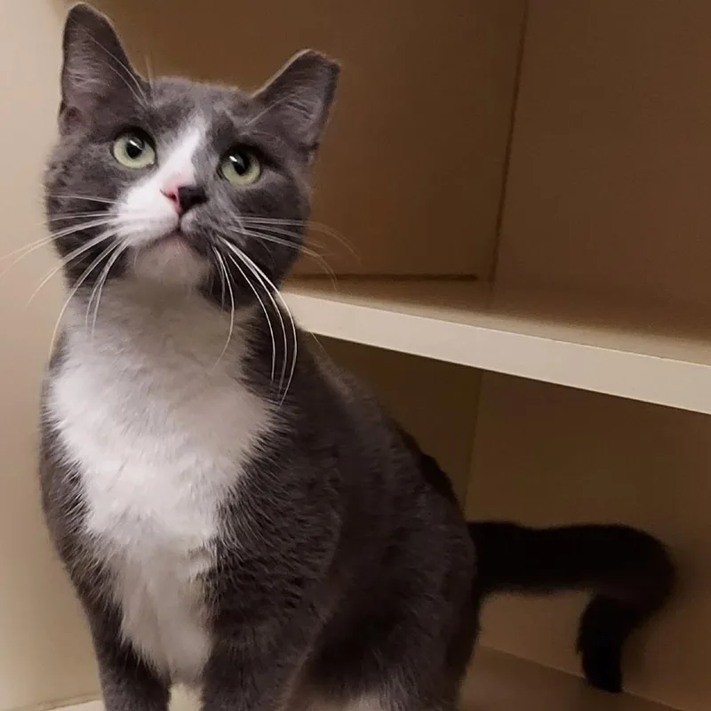 A young medium-sized female Gray / Blue / Silver Domestic Short Hair cat named Kalina for adoption in Dayton, OH