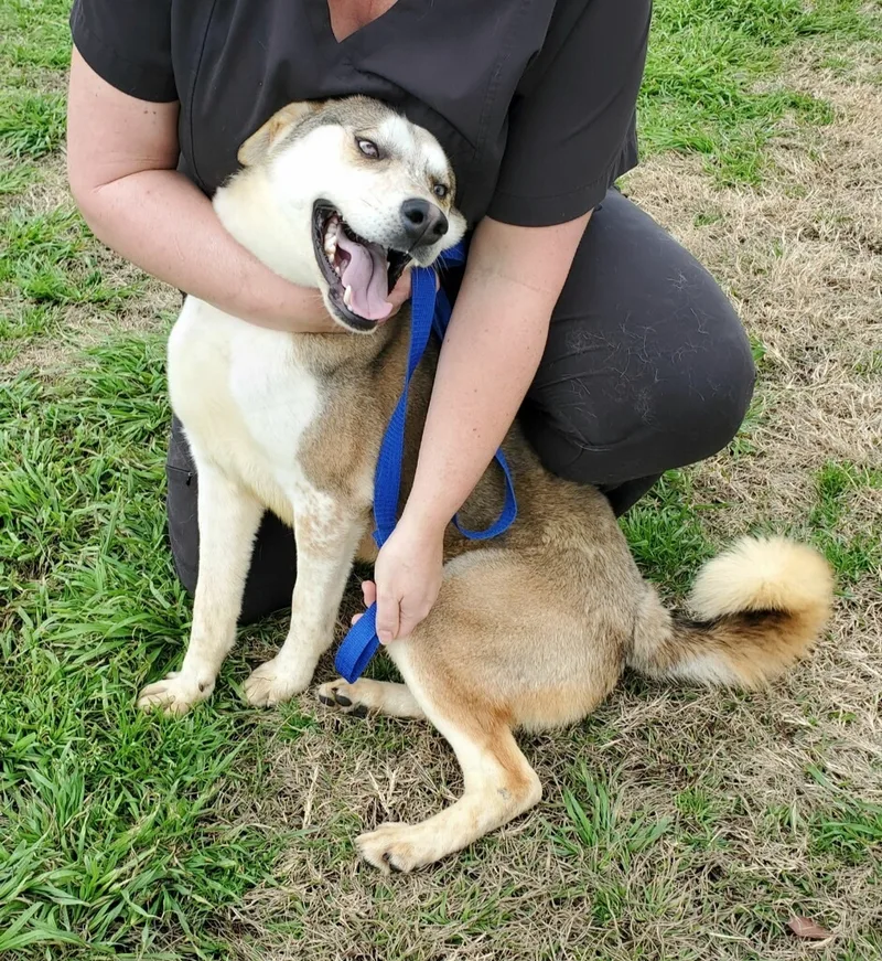 An adult medium-sized male Apricot / Beige Husky dog named Sour Patch for adoption in Tomball, TX