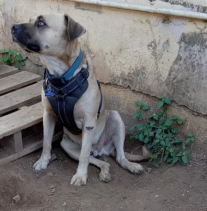 An adult medium-sized male Apricot / Beige Mixed Breed dog named Sam for adoption in Guayama, PR