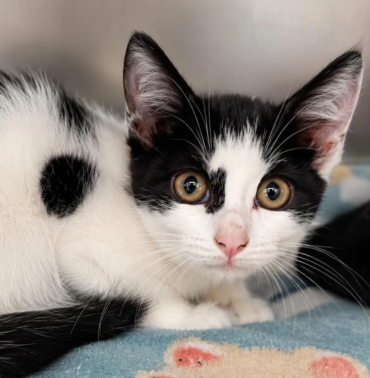 A baby small-sized female Domestic Short Hair cat named Chloe for adoption in Labelle, FL