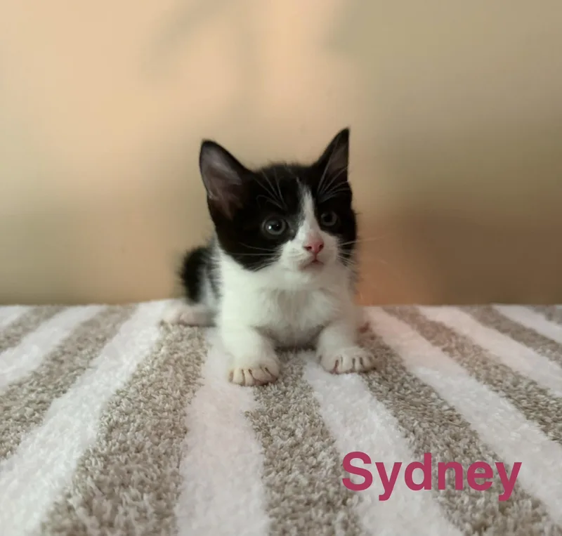 A baby medium-sized female Black & White / Tuxedo Domestic Short Hair cat named Sydney for adoption in Los Angeles, CA