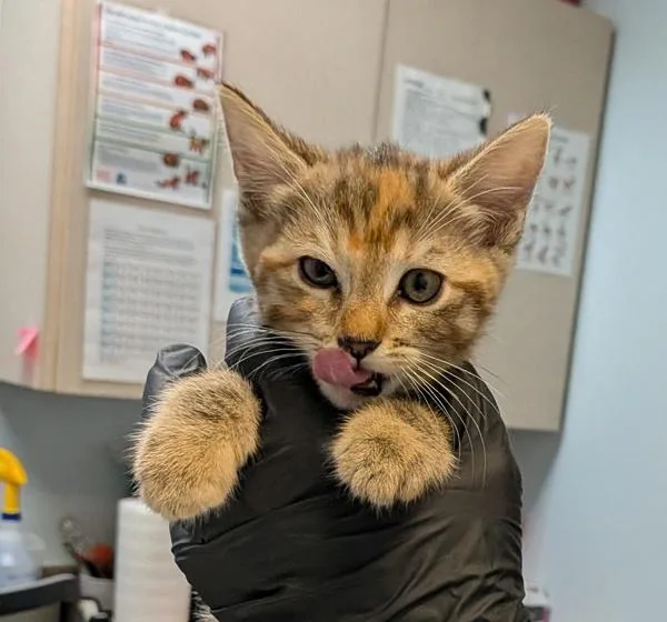 A baby small-sized female Domestic Short Hair cat named Magnolia for adoption in San Diego, CA