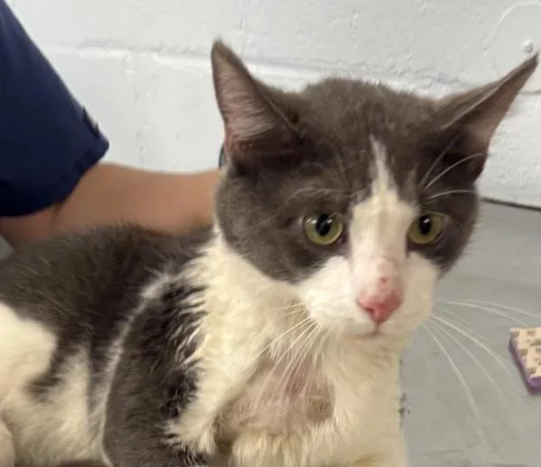 An adult medium-sized male Domestic Short Hair cat named Howie for adoption in Millersville, MD