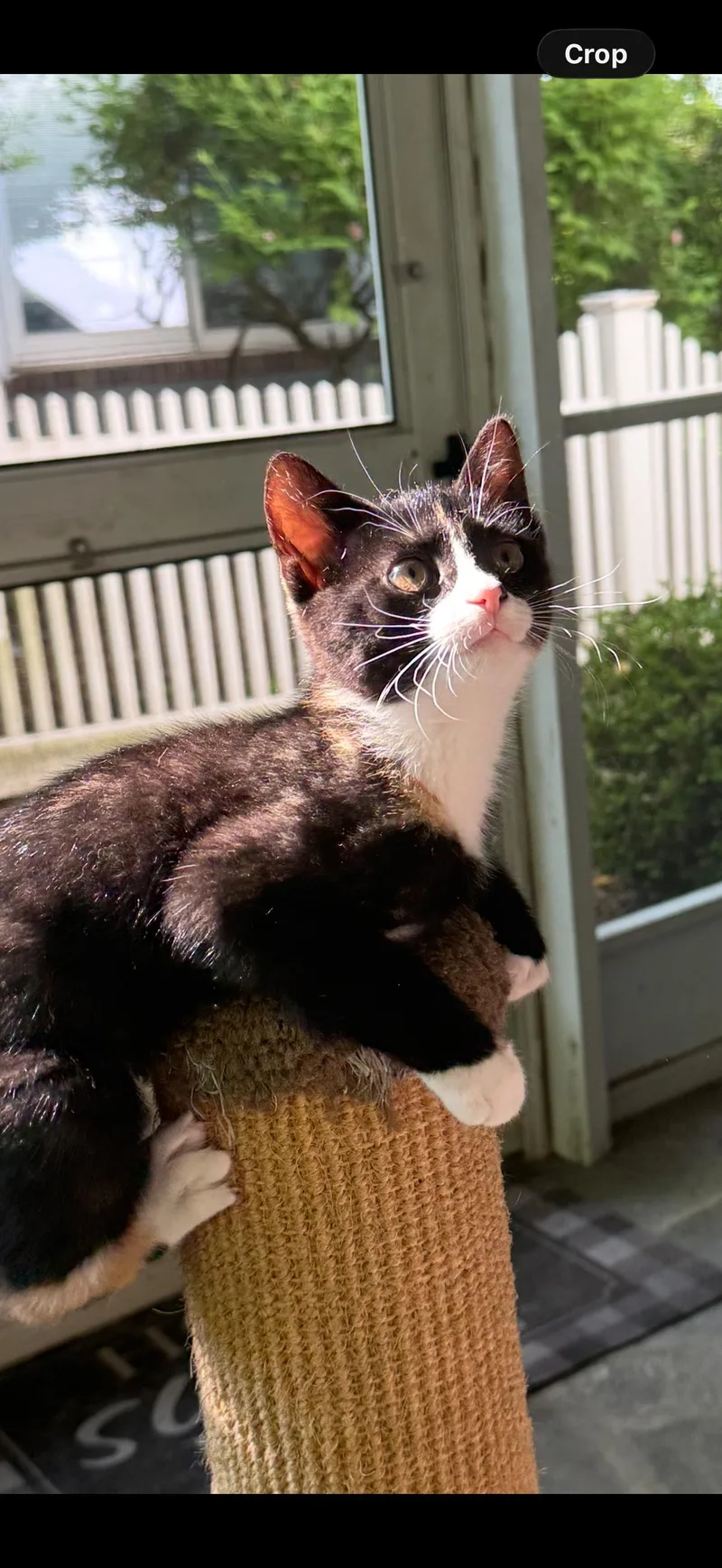 A baby medium-sized female Torbie Domestic Short Hair cat named Polly for adoption in Westfield, NJ